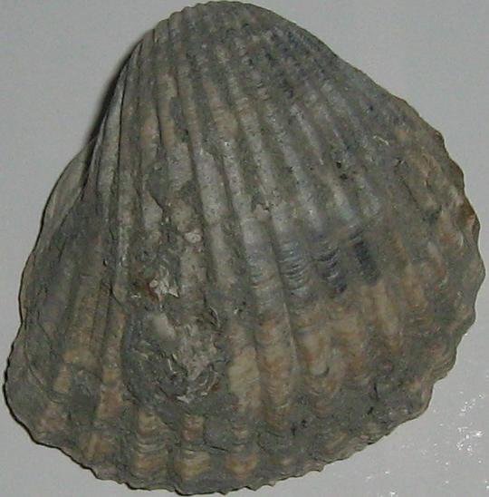 Cerastoderma edule  (L., 1758) - Pliocene - Toscana